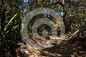 Agave plants at La Cangreja trail in Rincon de la Vieja National Park near Curubande in Costa Rica