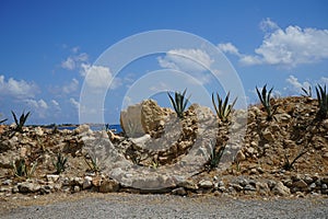 Agave plants mix grow on a flowerbed in August. Rhodes Island, Greece