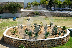 Agave plants mix grow on a flowerbed in August. Rhodes Island, Greece