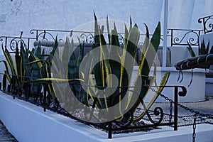 Agave plants mix grow on a flowerbed in August. Rhodes Island, Greece