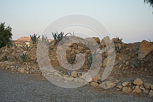 Agave plants mix grow on a flowerbed on the Mediterranean coast in August. Pefki, Rhodes Island, Greece