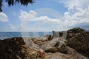 Agave plants mix grow on a stone flowerbed on the Mediterranean coast in August. Pefkos or Pefki, Rhodes island, Greece