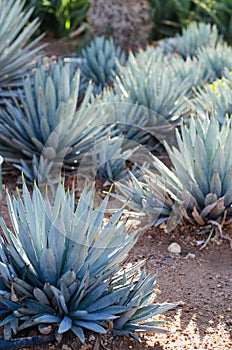 Agave plants, palms and succulents in the tropical garden.