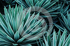 Agave plants, palms and succulents in the tropical garden.