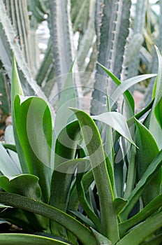 Agave plants, palms and succulents in the tropical garden