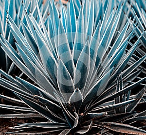 Agave plants, palms and succulents in the tropical garden