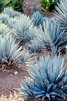 Agave plants, palms and succulents in the tropical garden