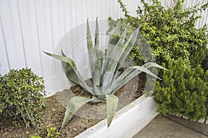 Agave