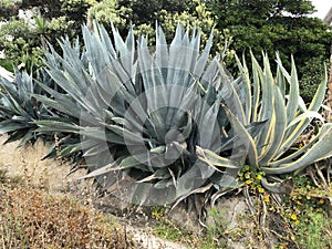 Agave plants in southwest California