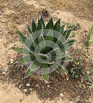 Agave plants in southwest California