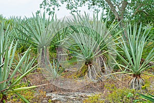 Agave plants, taken in the Tecoh plantations