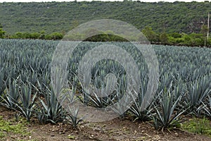 Agave plants for tequila production