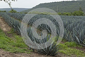 Agave plants for tequila production