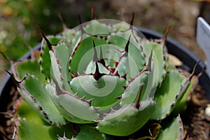 Agave Potatorum kissi kan