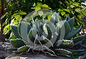 Agave potatorum or Maguey mezcalero, Tobala tropical succulent plant is native to partial desert areas of Mexico. photo