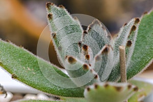 Agave potatorum originated in some desert areas of Mexico