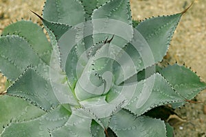 Agave potatorum originated in some desert areas of Mexico photo