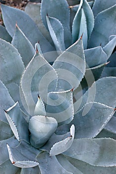 Agave Potatorum Plant