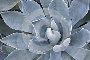 Agave Potatorum Plant