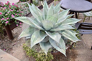 Agave potatorum plant