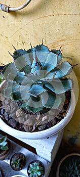 Agave potatorum is a species of flowering plant in the Asparagaceae family