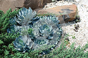 Agave potatorum var. verschaffeltii cactus