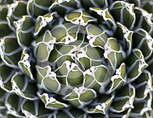 Agave rosettes texture natural background