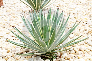 Agave s a genus of monocots Grows from the soil in a park with white pebbles in background.