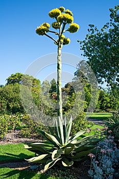 Agave salmiana or agavaceae flowering