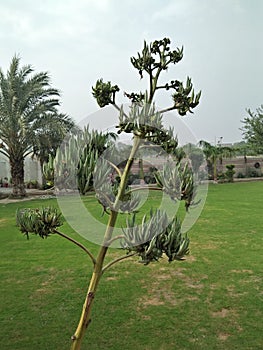 AGAVE SISALANA & x28;agave rigida variety; SISALANA& x29;