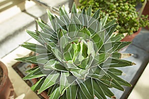 Agave Species, King Ferdinand Agave, Century Plant, Maguey Agave nickelsiae plant, flower growing in Dublin, Ireland.