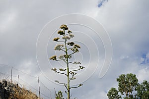 Agave stem with faded yellow flowers growing in August. Rhodes Island, Greece