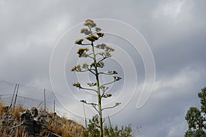 Agave stem with faded yellow flowers growing in August. Rhodes Island, Greece