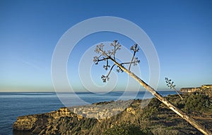 Agave with the stem leaning towards the sea photo