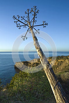 Agave with the stem leaning towards the sea photo