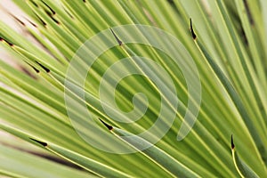 Agave stricta detail