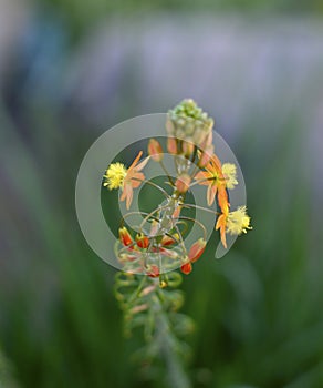 Agave succulent blooming