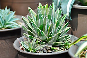 Agave ,succulent or cactus plant or Agave americana var or Marginata