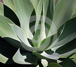 Agave, succulent plant.