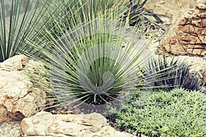 Agave succulent plant
