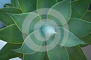 Agave, succulent plant