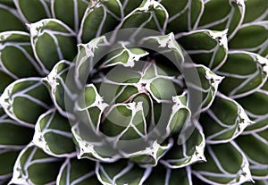 Agave, succulent plant. Nature, greenery, botany, botanical background detail concept. Overhead, top view shot with macro