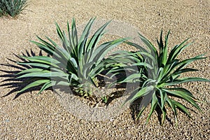 Agave Succulents in Desert Style Xeriscaping