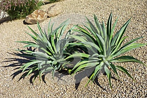 Agave Succulents in Desert Style Xeriscaping