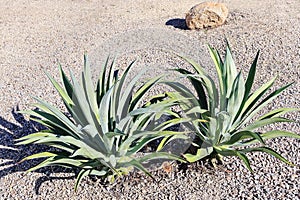 Agave Succulents in Xeriscaped Roadside