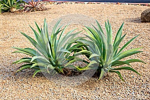 Agave Succulents in Xeriscaped Roadside