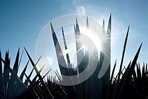 Agave tequila landscape to Guadalajara, Jalisco, photo