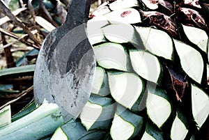 Agave tequila production