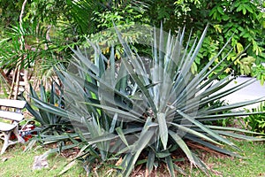 Agave tequilana