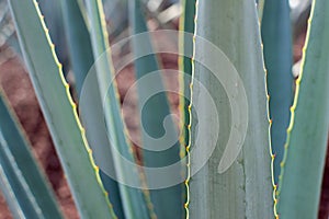 Agave tequilana plant detail